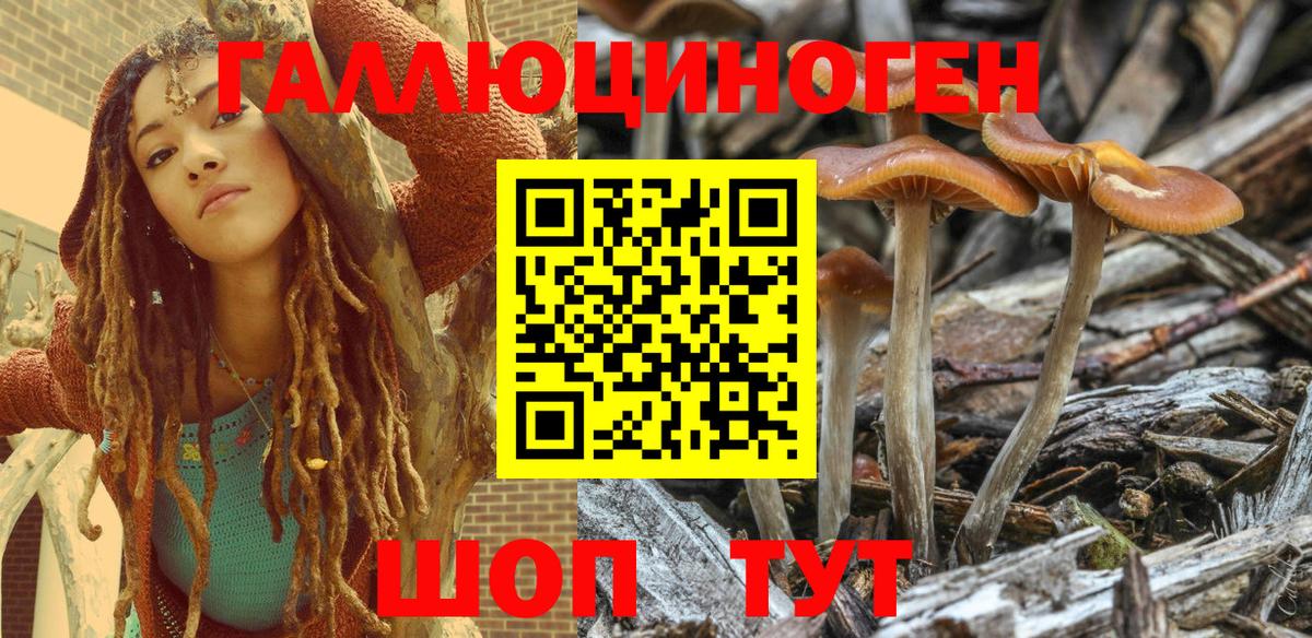 Псилоцибиновые грибы Psilocybine cubensis Чистополь